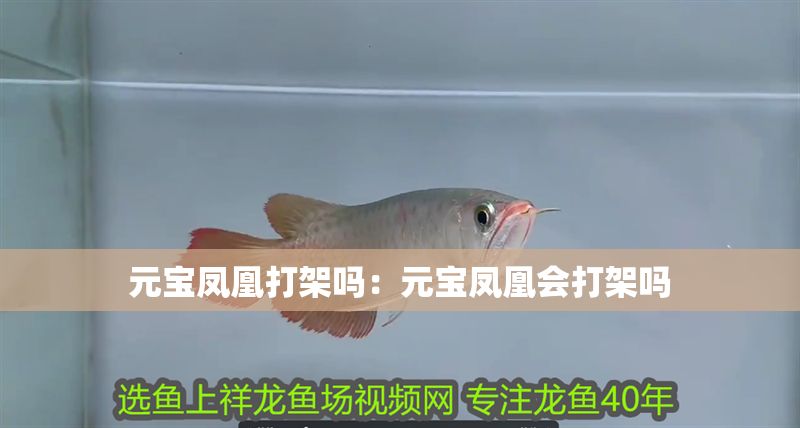 元寶鳳凰打架嗎：元寶鳳凰會(huì)打架嗎