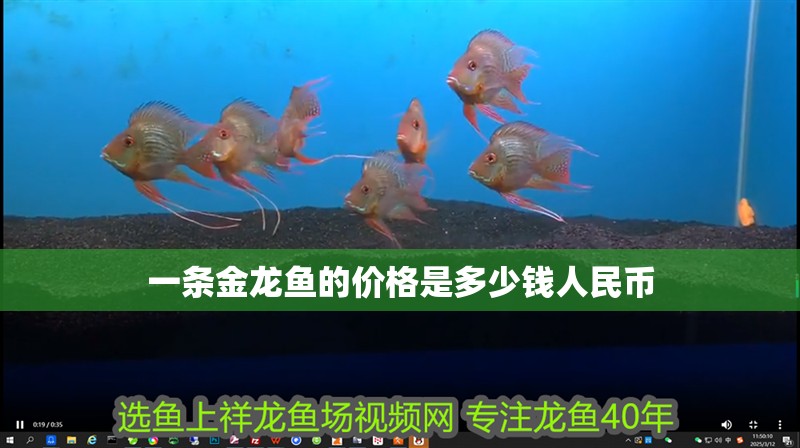 一條金龍魚的價格是多少錢人民幣