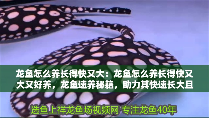 龍魚怎么養長得快又大：龍魚怎么養長得快又大又好養，龍魚速養秘籍，助力其快速長大且易打理的方法