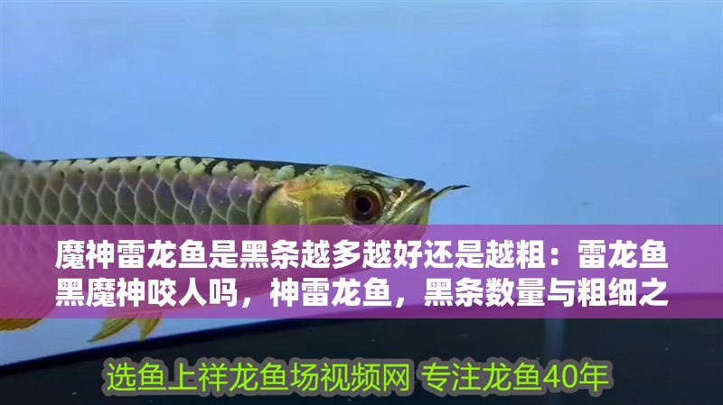 魔神雷龍魚是黑條越多越好還是越粗：雷龍魚黑魔神咬人嗎，神雷龍魚，黑條數量與粗細之辨及是否