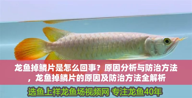 龍魚掉鱗片是怎么回事？原因分析與防治方法，龍魚掉鱗片的原因及防治方法全解析
