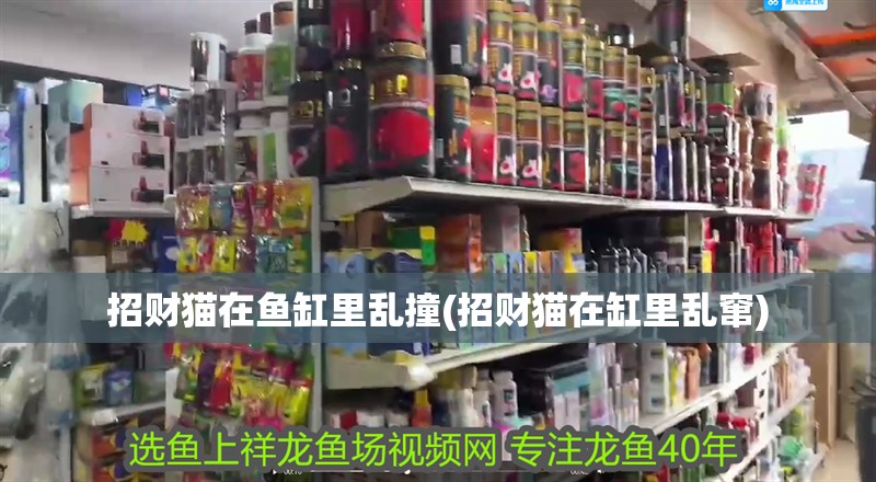 招財貓在魚缸里亂撞(招財貓在缸里亂竄)