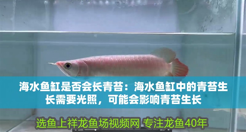 海水魚缸是否會長青苔：海水魚缸中的青苔生長需要光照，可能會影響青苔生長