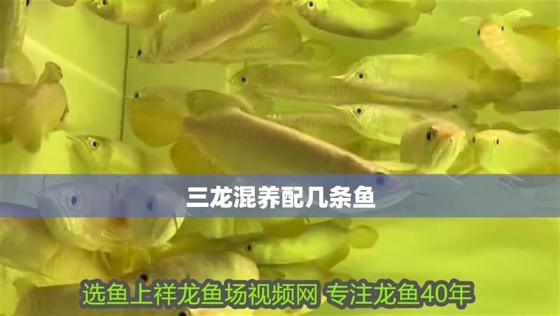 三龍混養(yǎng)配幾條魚