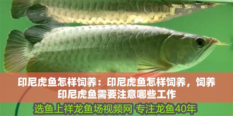 印尼虎魚怎樣飼養：印尼虎魚怎樣飼養，飼養印尼虎魚需要注意哪些工作