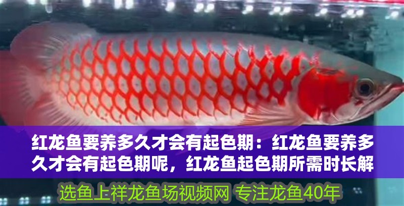 紅龍魚要養多久才會有起色期：紅龍魚要養多久才會有起色期呢，紅龍魚起色期所需時長解析