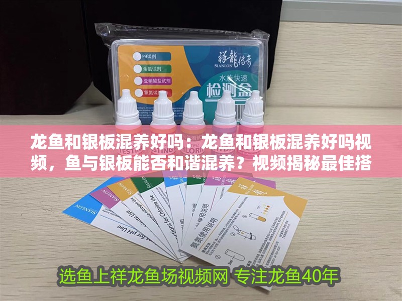 龍魚和銀板混養好嗎：龍魚和銀板混養好嗎視頻，魚與銀板能否和諧混養？視頻揭秘最佳搭配方案 龍魚和銀板混養好嗎：龍魚和銀板混養好嗎視頻，魚與銀板能否和諧混養？視頻揭秘最佳搭配方案 水族問答