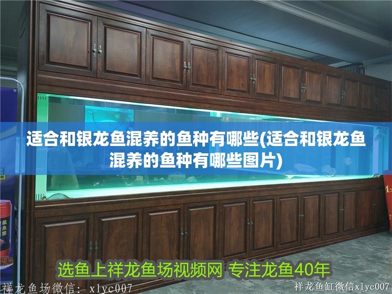 適合和銀龍魚混養的魚種有哪些(適合和銀龍魚混養的魚種有哪些圖片)