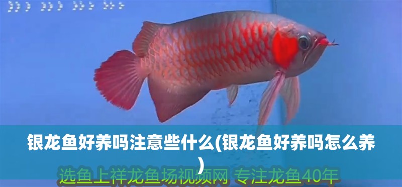 銀龍魚好養(yǎng)嗎注意些什么(銀龍魚好養(yǎng)嗎怎么養(yǎng))