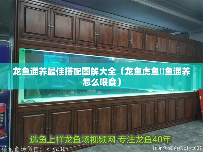 龍魚混養最佳搭配圖解大全（龍魚虎魚魟魚混養怎么喂食）