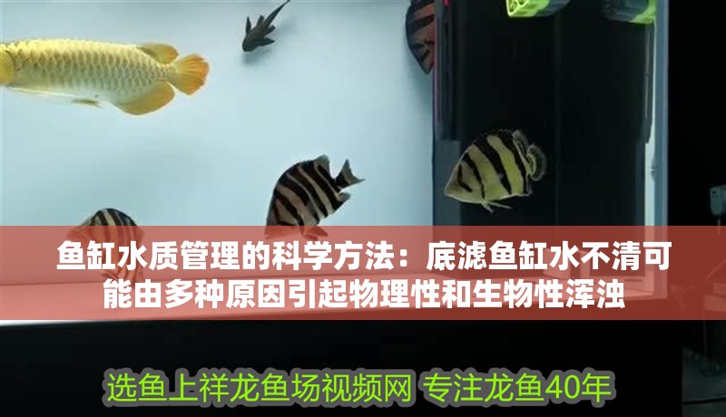 魚缸水質管理的科學方法：底濾魚缸水不清可能由多種原因引起物理性和生物性渾濁