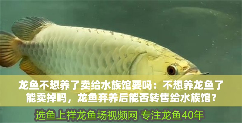 龍魚不想養了賣給水族館要嗎：不想養龍魚了能賣掉嗎，龍魚棄養后能否轉售給水族館？