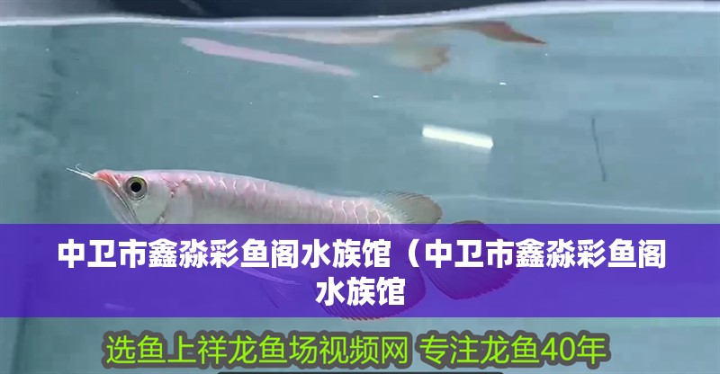 詳細閱讀:中衛市鑫淼彩魚閣水族館(中衛市鑫淼彩魚閣水族館 中衛市鑫淼彩魚閣水族館(中衛市鑫淼彩魚閣水族館