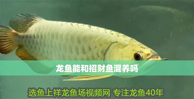 龍魚能和招財魚混養嗎