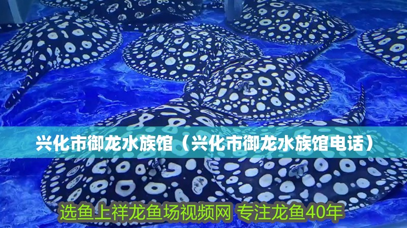 興化市御龍水族館（興化市御龍水族館電話）