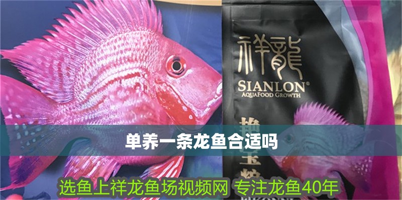 單養一條龍魚合適嗎