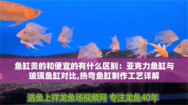 魚缸貴的和便宜的有什么區別：亞克力魚缸與玻璃魚缸對比,熱彎魚缸制作工藝詳解