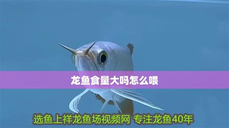 龍魚食量大嗎怎么喂