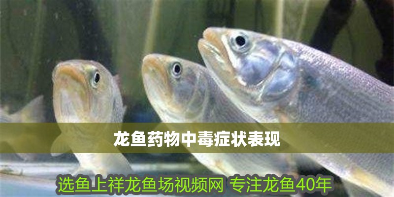 龍魚藥物中毒癥狀表現