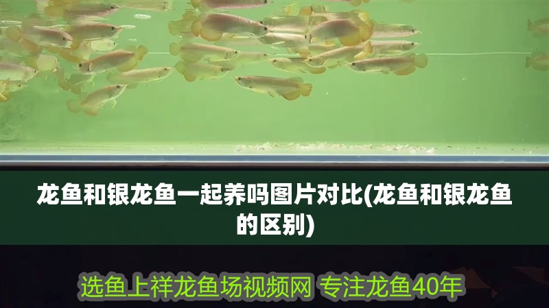 龍魚和銀龍魚一起養嗎圖片對比(龍魚和銀龍魚的區別)
