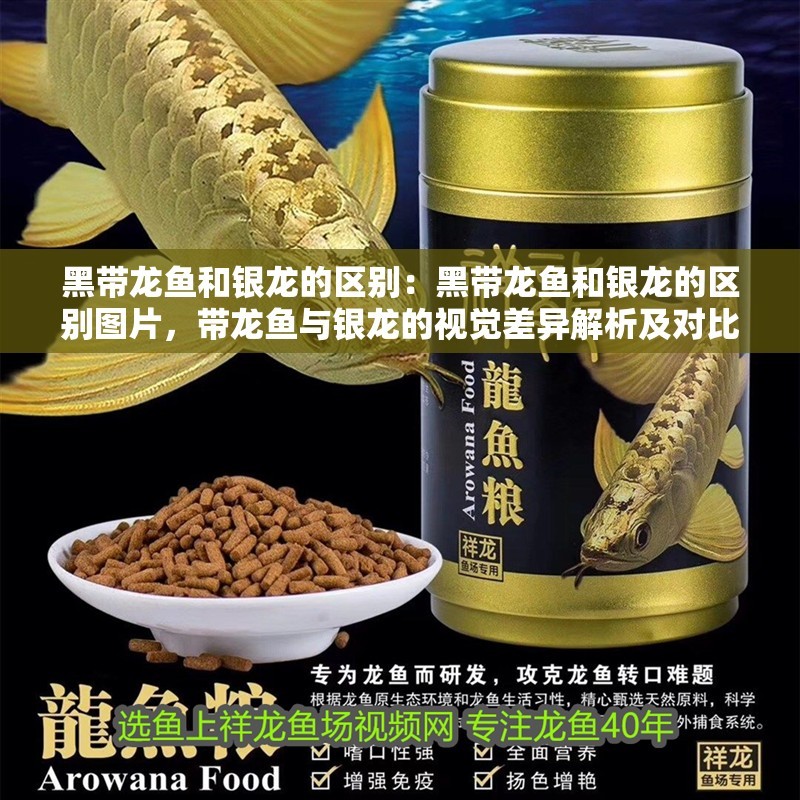 黑帶龍魚和銀龍的區(qū)別：黑帶龍魚和銀龍的區(qū)別圖片，帶龍魚與銀龍的視覺差異解析及對比圖鑒