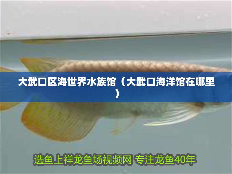 大武口區(qū)海世界水族館（大武口海洋館在哪里）