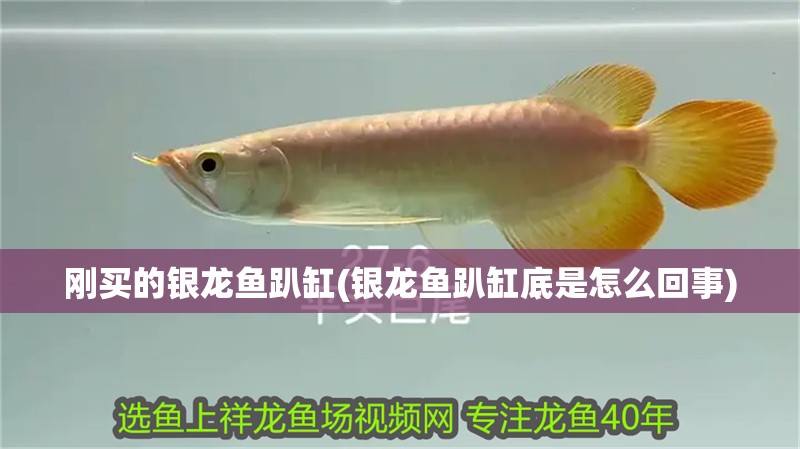 剛買的銀龍魚趴缸(銀龍魚趴缸底是怎么回事)