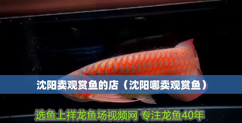 沈陽賣觀賞魚的店（沈陽哪賣觀賞魚）