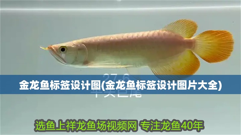魚缸過濾器選購指南:自制魚缸過濾器魚缸上置過濾器對于養魚愛好者的必備知識 金龍魚標簽設計圖(金龍魚標簽設計圖片大全) 銀龍魚百科 金龍魚標簽設計圖(金龍魚標簽設計圖片大全) 金龍魚標簽設計圖(金龍魚標簽設計圖片大全) 銀龍魚百科