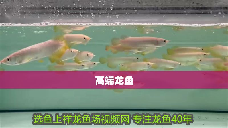 高端龍魚