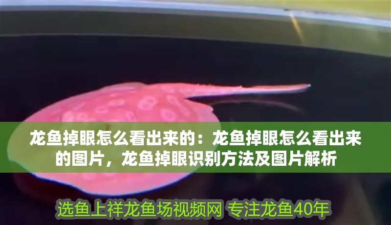 龍魚掉眼怎么看出來的：龍魚掉眼怎么看出來的圖片，龍魚掉眼識別方法及圖片解析