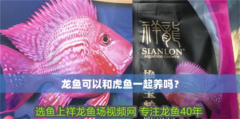 龍魚可以和虎魚一起養嗎？