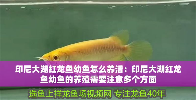 印尼大湖紅龍魚幼魚怎么養活：印尼大湖紅龍魚幼魚的養殖需要注意多個方面