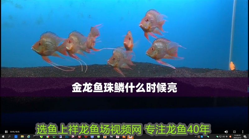 金龍魚珠鱗什么時候亮