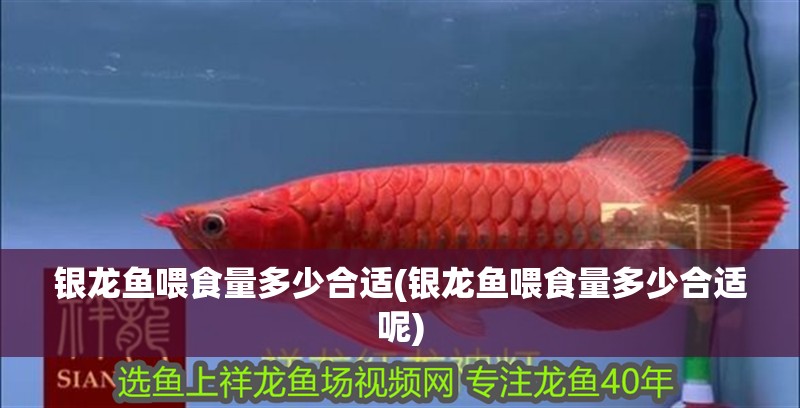 銀龍魚喂食量多少合適(銀龍魚喂食量多少合適呢)