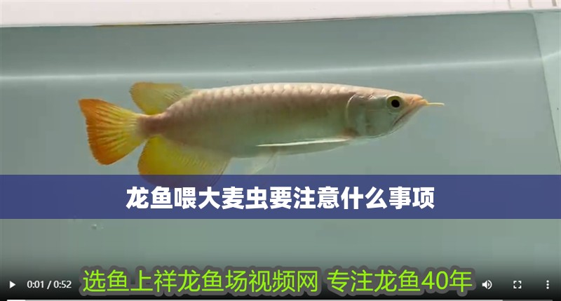 龍魚喂大麥蟲要注意什么事項