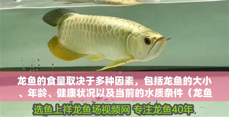 龍魚的食量取決于多種因素，包括龍魚的大小、年齡、健康狀況以及當(dāng)前的水質(zhì)條件（龍魚的喂養(yǎng)方法）