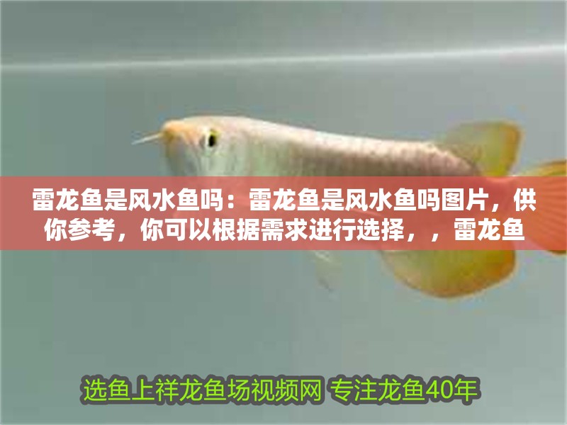 雷龍魚是風水魚嗎：雷龍魚是風水魚嗎圖片，供你參考，你可以根據需求進行選擇，，雷龍魚究竟是不是風水魚？附相關圖片解析，探秘雷龍魚，它是否屬于風水魚？高清圖片揭秘，深度解讀，雷龍魚能否稱作風水魚？圖片全覽