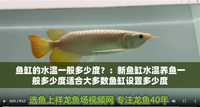 魚缸的水溫一般多少度？：新魚缸水溫養(yǎng)魚一般多少度適合大多數(shù)魚缸設(shè)置多少度