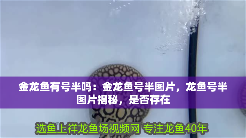 金龍魚有號半嗎：金龍魚號半圖片，龍魚號半圖片揭秘，是否存在