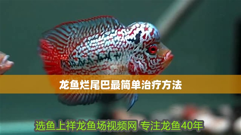 龍魚爛尾巴最簡單治療方法