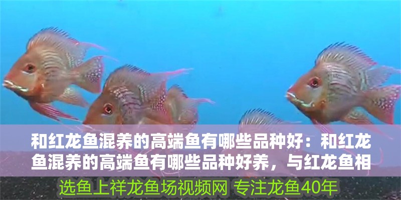 和紅龍魚混養的高端魚有哪些品種好：和紅龍魚混養的高端魚有哪些品種好養，與紅龍魚相得益彰的高端混養魚類優選