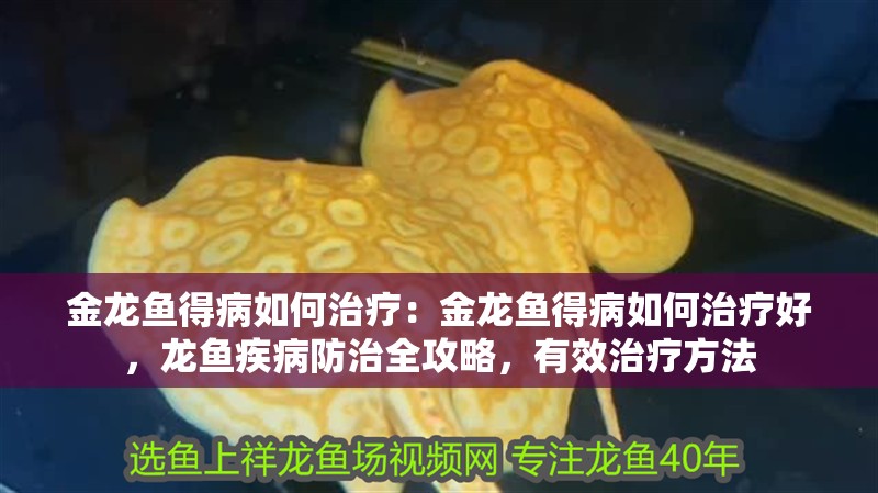 金龍魚(yú)得病如何治療：金龍魚(yú)得病如何治療好，龍魚(yú)疾病防治全攻略，有效治療方法