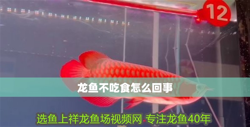 龍魚不吃食怎么回事