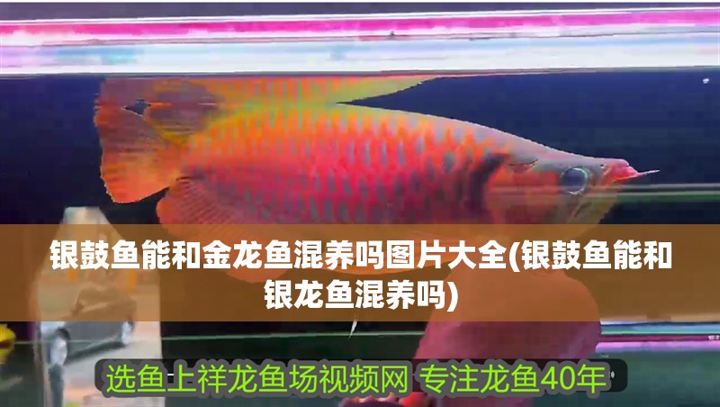 銀鼓魚能和金龍魚混養(yǎng)嗎圖片大全(銀鼓魚能和銀龍魚混養(yǎng)嗎)