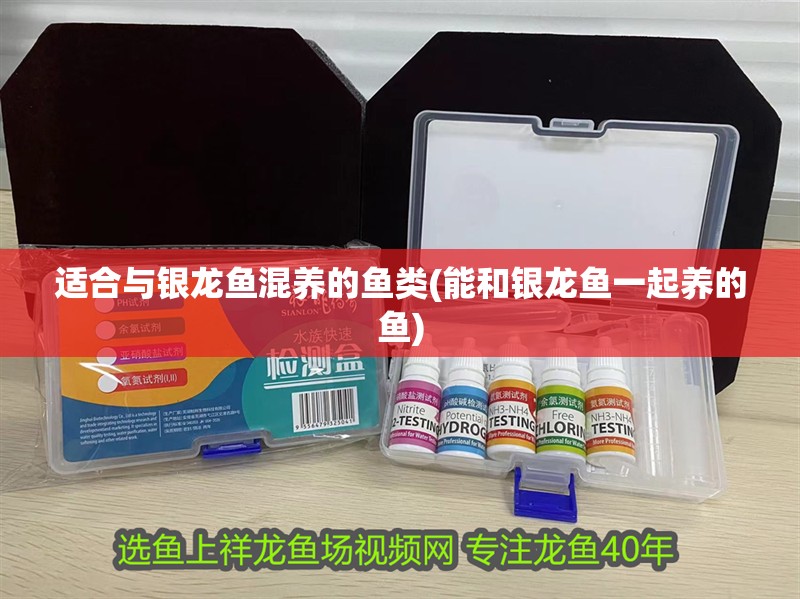 適合與銀龍魚混養(yǎng)的魚類(能和銀龍魚一起養(yǎng)的魚)