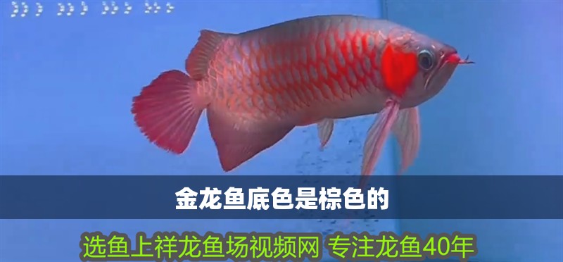 金龍魚(yú)底色是棕色的