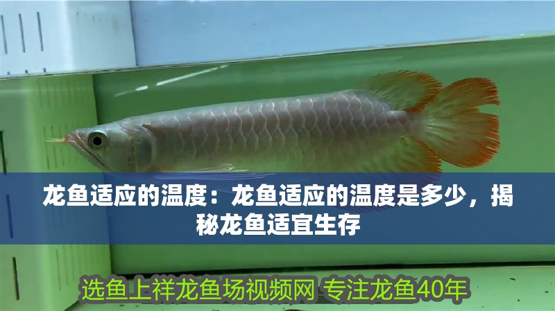 龍魚適應的溫度：龍魚適應的溫度是多少，揭秘龍魚適宜生存