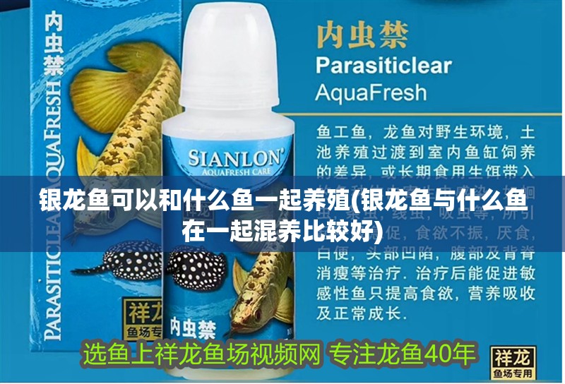 銀龍魚可以和什么魚一起養殖(銀龍魚與什么魚在一起混養比較好)