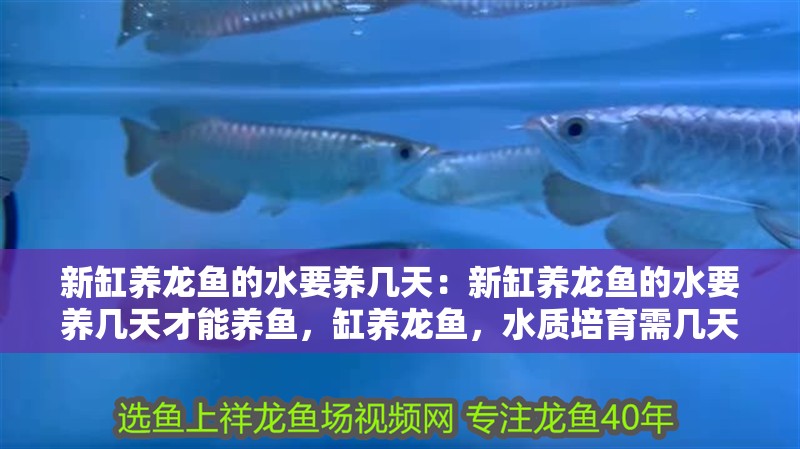 新缸養(yǎng)龍魚的水要養(yǎng)幾天：新缸養(yǎng)龍魚的水要養(yǎng)幾天才能養(yǎng)魚，缸養(yǎng)龍魚，水質培育需幾天